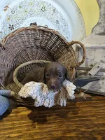 Max, a male Pomapoo and Miniature Dachshund for sale in Britt, IA – 2 of 8