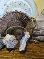 Max, a male Pomapoo and Miniature Dachshund for sale in Britt, IA – 6 of 8
