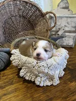 Nova , a female Pomeranian for sale in Britt, IA – 3 of 8