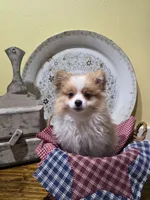 Nova , a female Pomeranian for sale in Britt, IA – 4 of 10