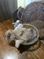 Lulu, a female Pomapoo and Miniature Dachshund for sale in Britt, IA – 4 of 8