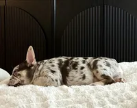 Moose , a male French Bulldog for sale in Neosho, MO – Photo 1 of 2