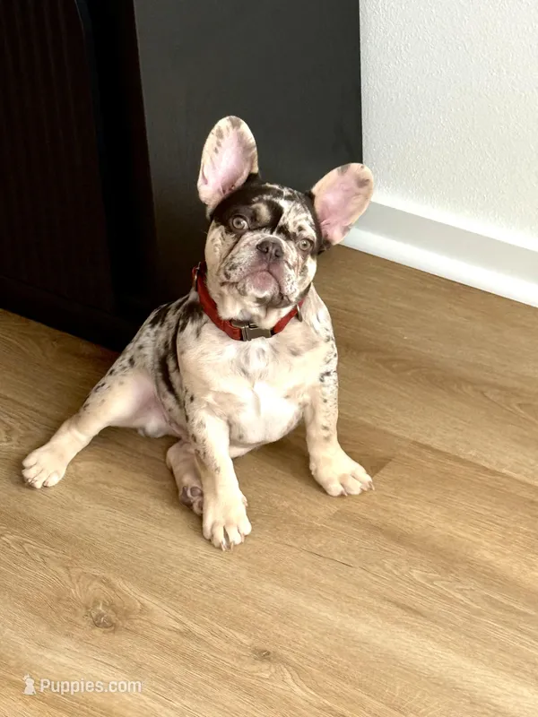 Moose  – French Bulldog puppy for sale in Neosho, MO