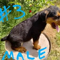 A.D. Male, a male Airedale Terrier for sale in Marlow, OK – Photo 2 of 3