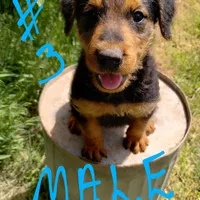 A.D. Male, a male Airedale Terrier for sale in Marlow, OK – Photo 1 of 3