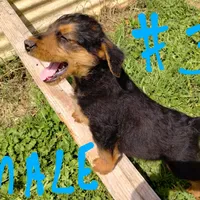 A.D. Male, a male Airedale Terrier for sale in Marlow, OK – Photo 3 of 3