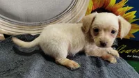 Morky-Chi , a male Maltese for sale in Marlow, OK – 2 of 3