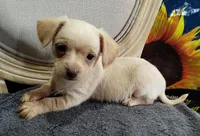 Morky-Chi , a male Maltese for sale in Marlow, OK – 3 of 3