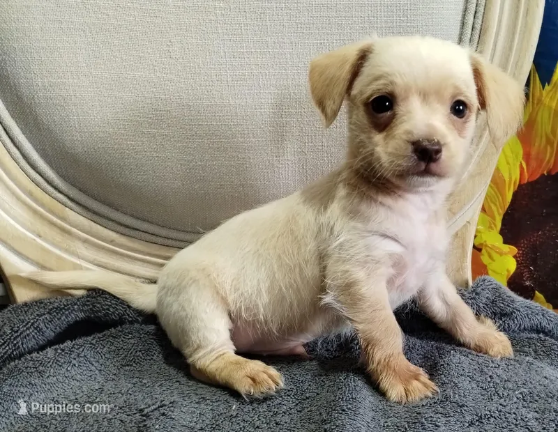 Morky-Chi  – Maltese puppy for sale in Marlow, OK