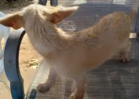 Male#2, a male Chihuahua and Morkie for sale in Marlow, OK – 6 of 6