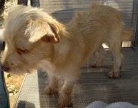 Male#2, a male Chihuahua and Morkie for sale in Marlow, OK – 4 of 6