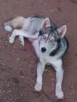King , a male Alaskan Husky for sale in Marlow, OK – 6 of 6