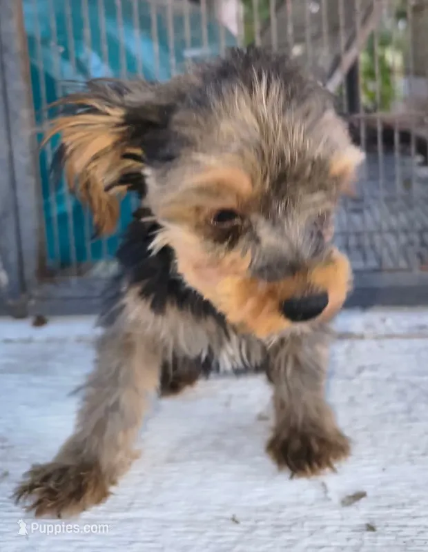 Make #1  – Yorkshire Terrier puppy for sale in Marlow, OK