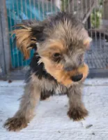 Make #1 , a male Yorkshire Terrier for sale in Marlow, OK – 1 of 6