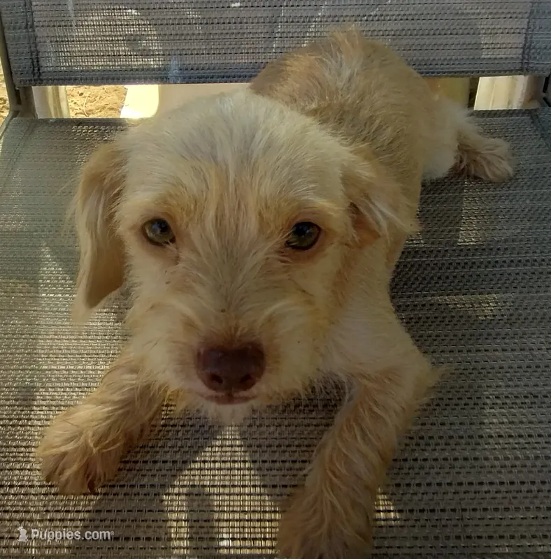 Male#2 – Chihuahua, Morkie puppy for sale in Marlow, OK