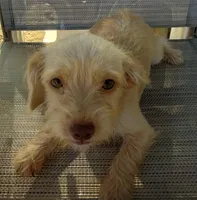 Male#2, a male Chihuahua and Morkie for sale in Marlow, OK – 1 of 6