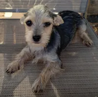 Male#1, a male Chihuahua for sale in Marlow, OK – 2 of 7