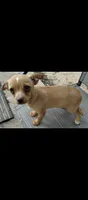 Goldie, a female Chihuahua and Morkie for sale in Marlow, OK – 4 of 6