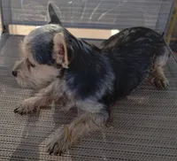 Male#1, a male Chihuahua for sale in Marlow, OK – 3 of 7