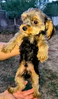 Make #1 , a male Yorkshire Terrier for sale in Marlow, OK – 4 of 6