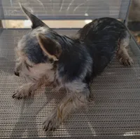 Male#1, a male Chihuahua for sale in Marlow, OK – 4 of 7