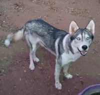 King , a male Alaskan Husky for sale in Marlow, OK – 5 of 6