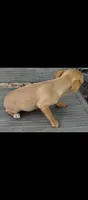 Goldie, a female Chihuahua and Morkie for sale in Marlow, OK – 5 of 6