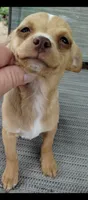 Goldie, a female Chihuahua and Morkie for sale in Marlow, OK – 3 of 6