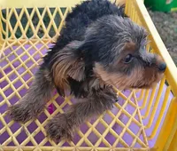 Make #1 , a male Yorkshire Terrier for sale in Marlow, OK – 2 of 6