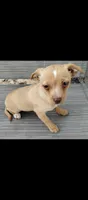Goldie, a female Chihuahua and Morkie for sale in Marlow, OK – 2 of 6