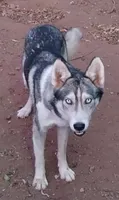 King , a male Alaskan Husky for sale in Marlow, OK – 1 of 6