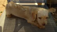 Male#2, a male Chihuahua and Morkie for sale in Marlow, OK – 2 of 6