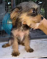 Male #2 , a male Yorkshire Terrier for sale in Marlow, OK – 2 of 4