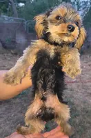Make #1 , a male Yorkshire Terrier for sale in Marlow, OK – 5 of 6