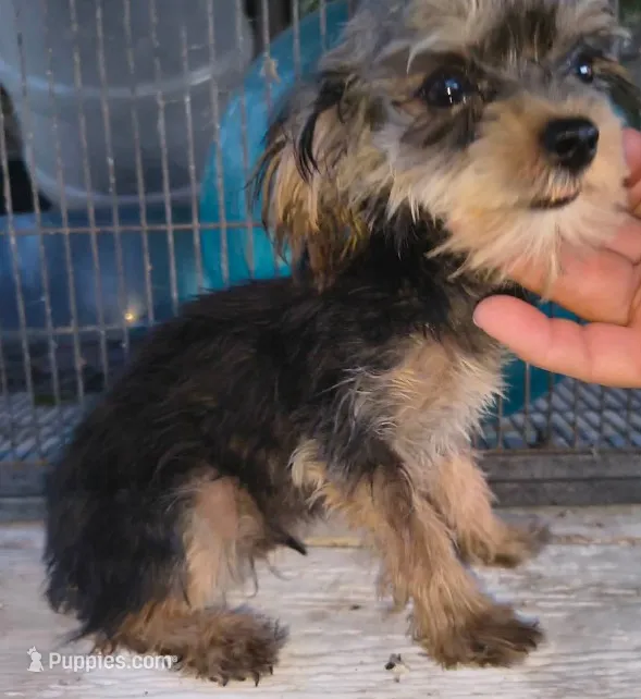 Male #2  – Yorkshire Terrier puppy for sale in Marlow, OK