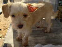 Male#2, a male Chihuahua and Morkie for sale in Marlow, OK – 3 of 6