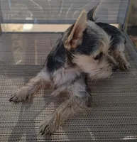 Male#1, a male Chihuahua for sale in Marlow, OK – 5 of 7
