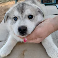 #2 Husky Male, a male Siberian Husky for sale in Marlow, OK – Photo 1 of 5