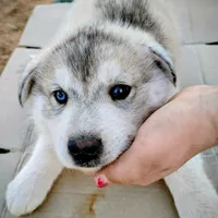 #2 Husky Male, a male Siberian Husky for sale in Marlow, OK – Photo 2 of 5