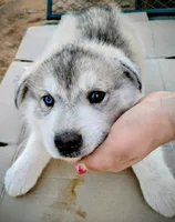 processed/03cec656-2c93-454c-8307-3cc143e9f16c/listing/c3a6f6be-75d4-46a0-8fb1-f7b87c24dab4/5286ae0a-44be-427d-a5a2-5d93abb96054