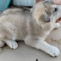 #2 Husky Male, a male Siberian Husky for sale in Marlow, OK – Photo 5 of 5