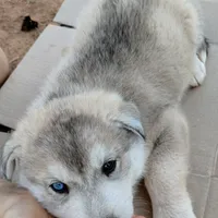 #2 Husky Male, a male Siberian Husky for sale in Marlow, OK – Photo 3 of 5