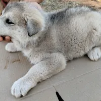 #2 Husky Male, a male Siberian Husky for sale in Marlow, OK – Photo 4 of 5