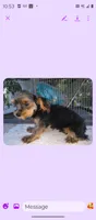 Make #1 , a male Yorkshire Terrier for sale in Marlow, OK – 6 of 6