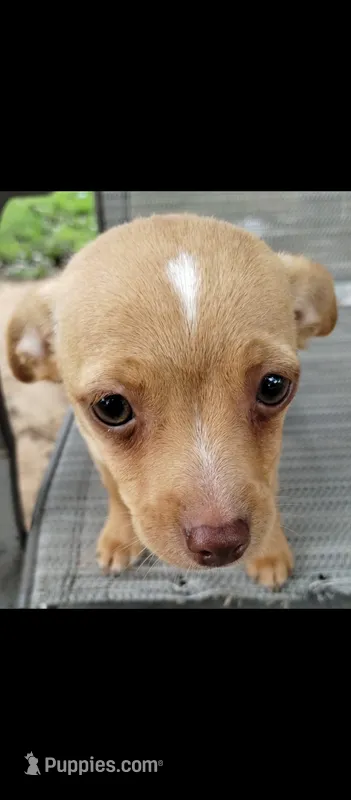 Goldie – Chihuahua puppy for sale in Marlow, OK