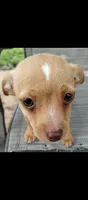 Goldie, a female Chihuahua and Morkie for sale in Marlow, OK – 1 of 6