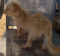 Male#2, a male Chihuahua and Morkie for sale in Marlow, OK – 5 of 6