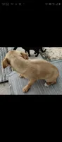 Goldie, a female Chihuahua and Morkie for sale in Marlow, OK – 6 of 6