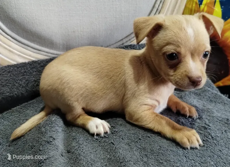 Morky-Chi #1 FeM – Maltese puppy for sale in Marlow, OK