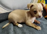 Morky-Chi #1 FeM, a female Maltese for sale in Marlow, OK – 1 of 2